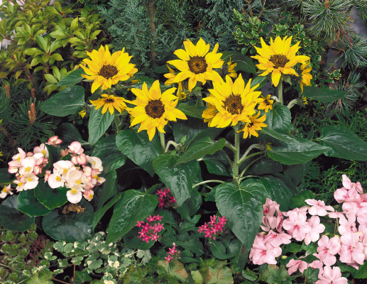 Подсолнечник 'Пачино Кола' (желтый)