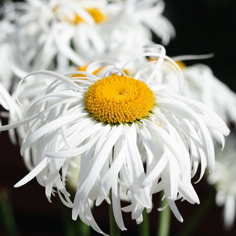 Нивяник наибольший 'Cумасшедшая ромашка'