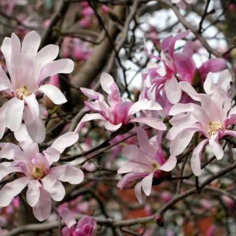 Магнолия звёздчатая 'Розеа'