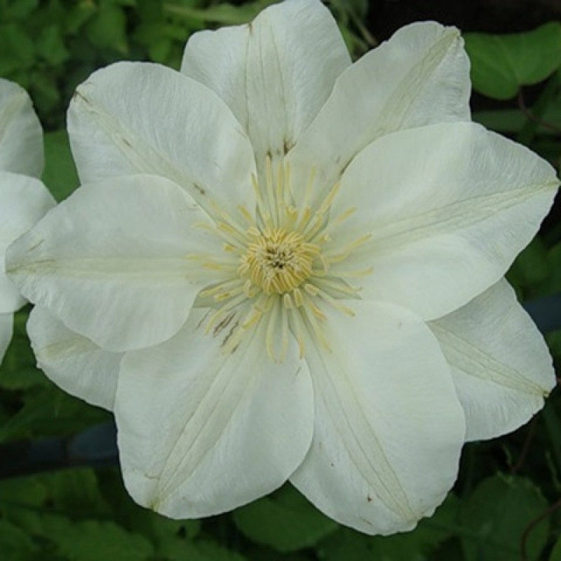 Клематис крупноцветковый 'Дженси Крим'