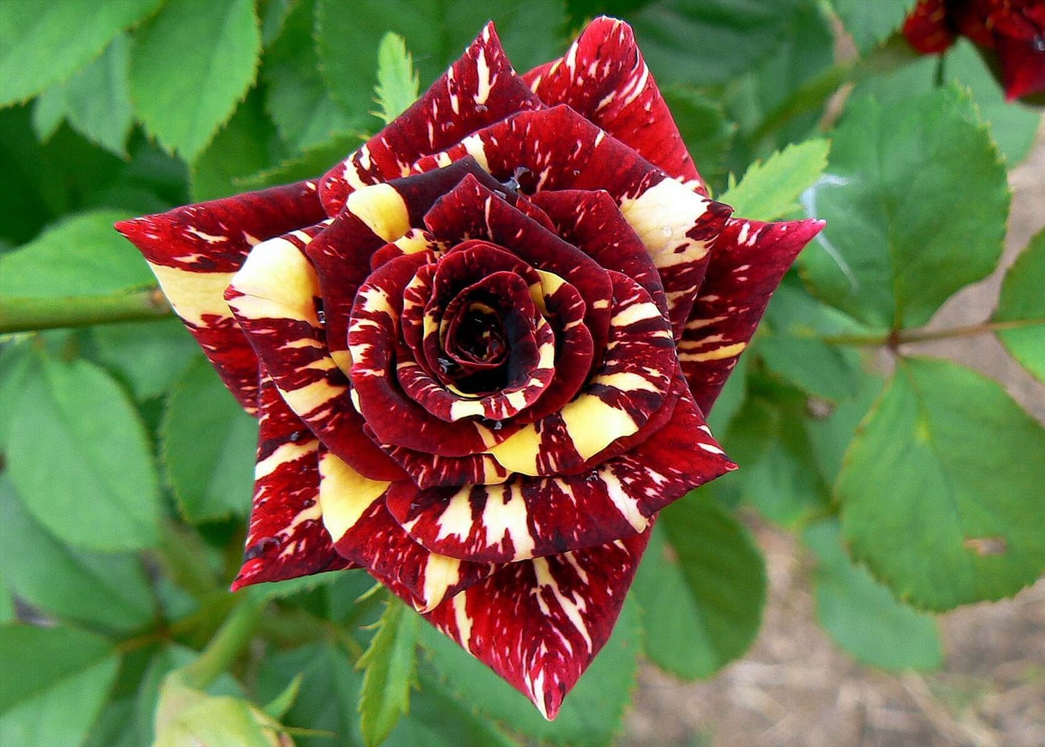 Роза 'Абракадабра' (чайно-гибридная)