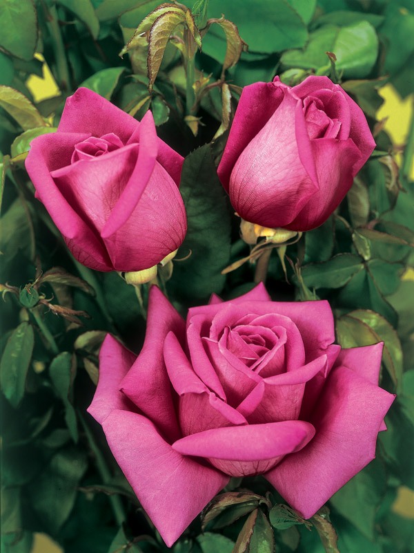 Роза 'Брачная ночь' (чайно-гибридная) (пурпурная)