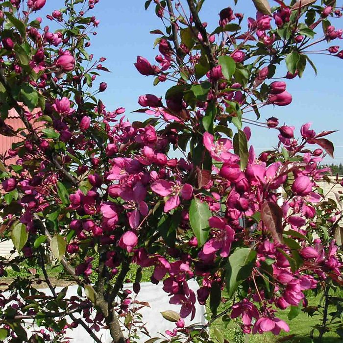 Яблоня декоративная 'Макамик'