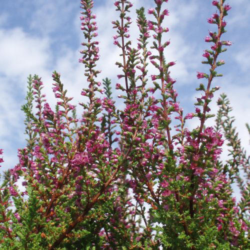 Вереск обыкновенный 'Перестройка' (розовый)