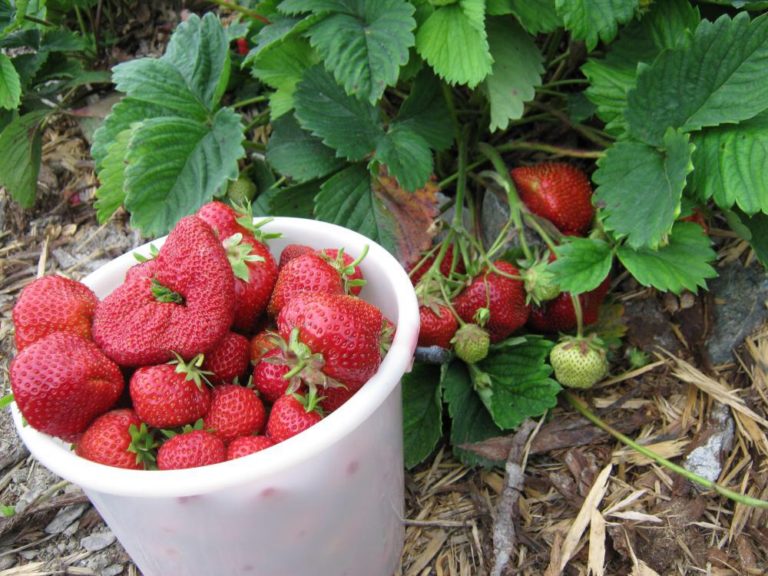 Земляника (клубника) 'Камрад'