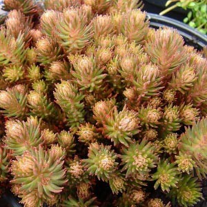 Cедум (очиток) отогнутый 'Чоколат Болл'