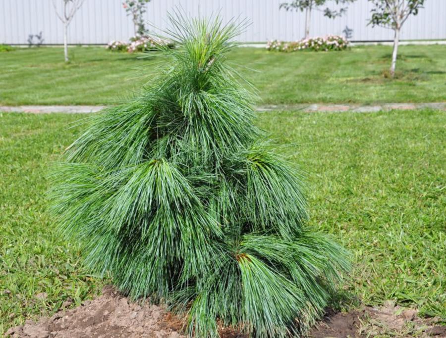 Сосна Шверина 'Ваеторст'