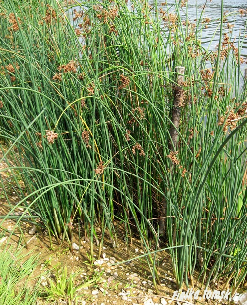 Камыш озёрный