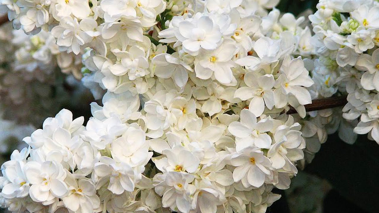 Сирень обыкновенная 'Защитникам Бреста' (белая)