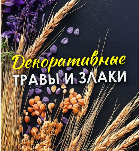 Декоративные травы и злаки!