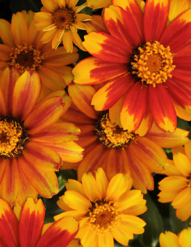 Цинния мариландская