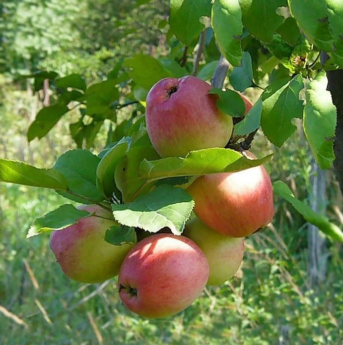 Яблоня домашняя 'Солнышко'