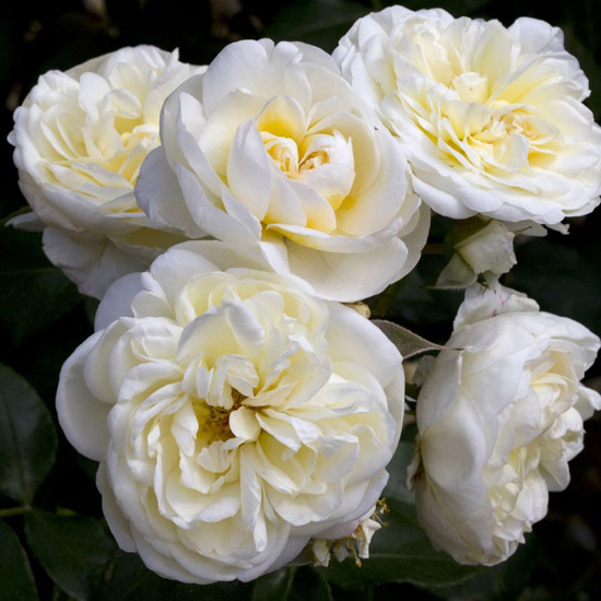 Роза 'Леди Романтика' (флорибунда) (белая)