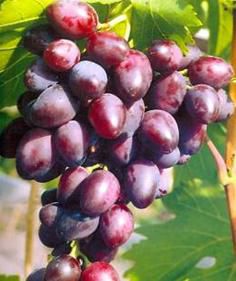 Виноград 'Кинг Руби'