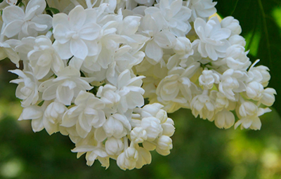 Сирень обыкновенная 'Сент Маргарет' (белая)