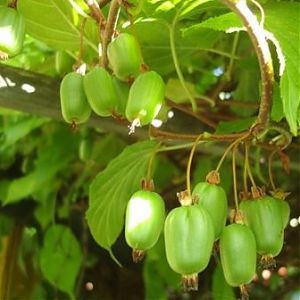 Актинидия Коломикта 'Находка' (жен.)