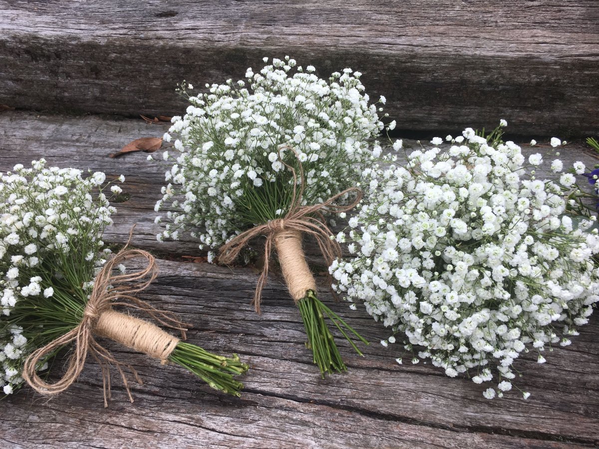 Многолетник Корневище Гипсофила