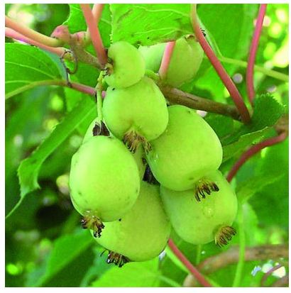 Актинидия Aргута