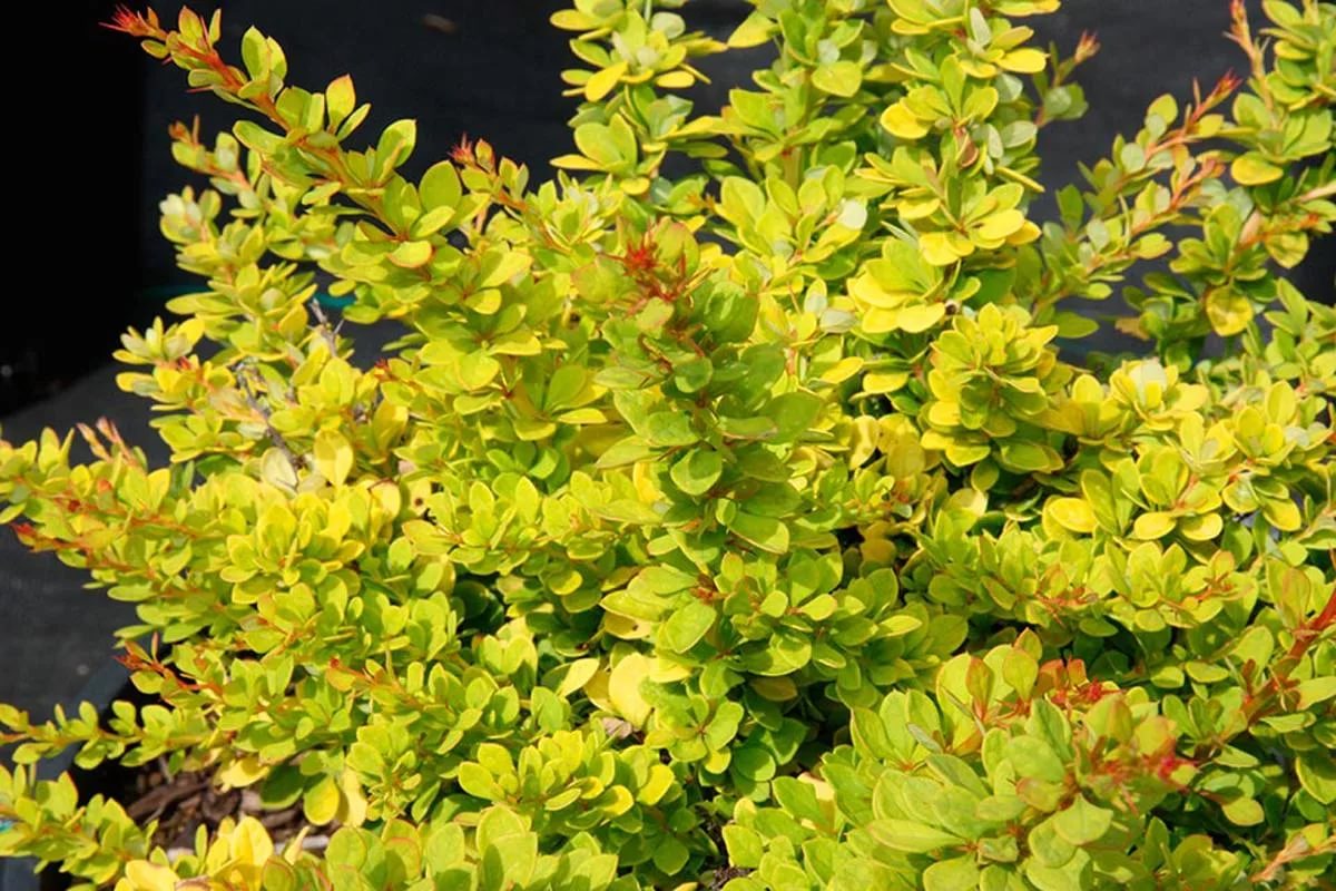 Барбарис Тунберга 'Сенсейшен'