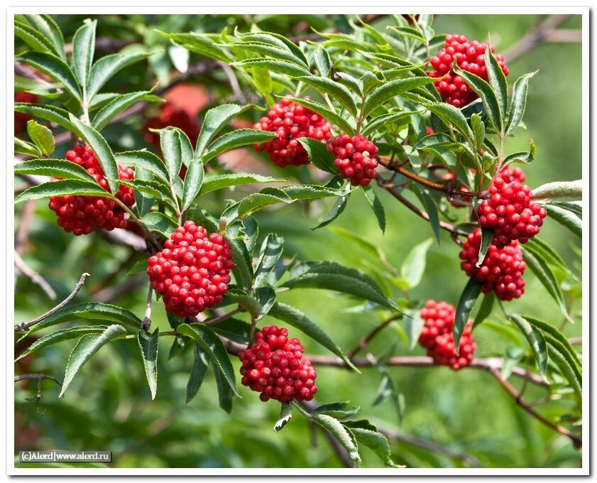 Бузина красная
