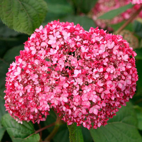 Гортензия древовидная 'Инвинсибел пинк'
