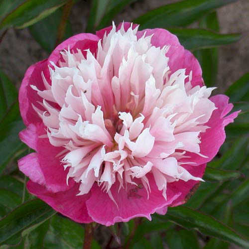 Пион молочноцветковый 'Фантастик' (розовый с белым)