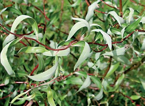 Ива гибридная (извилистая) 'Коралл'