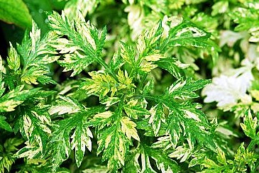 Полынь обыкновенная 'Ауреовариегата'