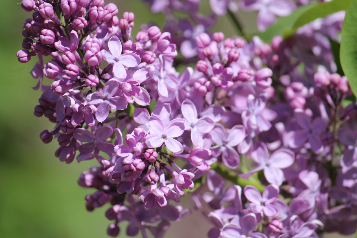 Сирень обыкновенная 'Никитская' (лилово-фиолетовая)