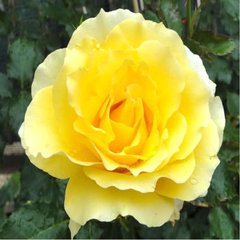Роза 'Римоза' (плетистая) (желтая)