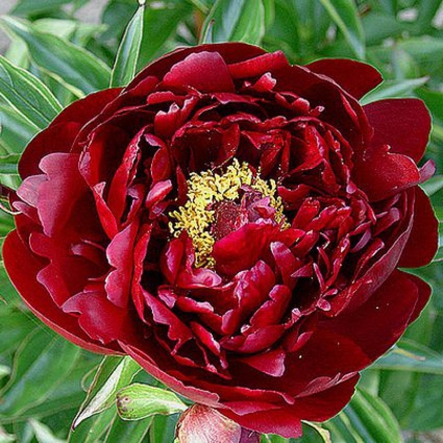 Пион молочноцветковый 'Петер Бранд' (темно карасный анемоцветный)