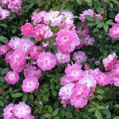 Роза 'Лавендер Ковер' (почвопокровная, флорибунда) (лавандово - розовая)