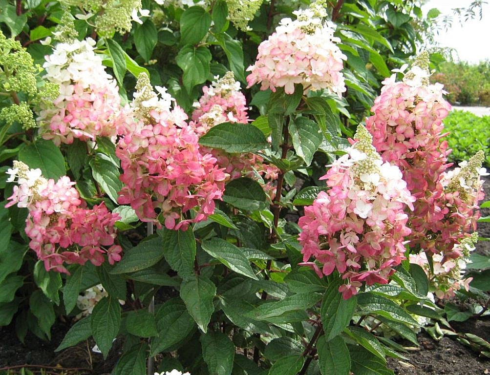 Гортензия метельчатая 'Мэджикал Везувио'