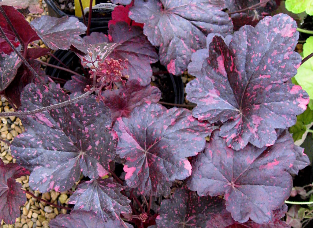Гейхера гибридная 'Миднайт Роуз'