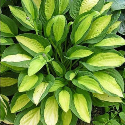 Хоста гибридная (вздутая, волнистая) 'Джипси Роуз'