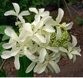 Гортензия метельчатая 'Грейт Стар'