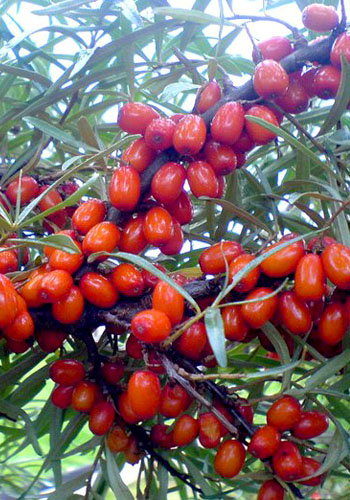 Облепиха 'Любимая' (жен)