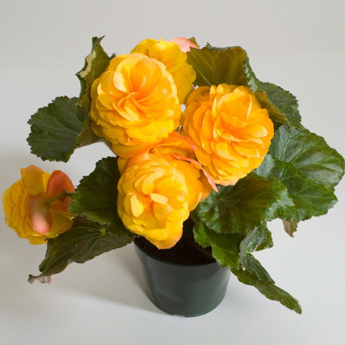 Бегония клубневая "Нонстоп Дип Салмон"(темно-абрикосовая)