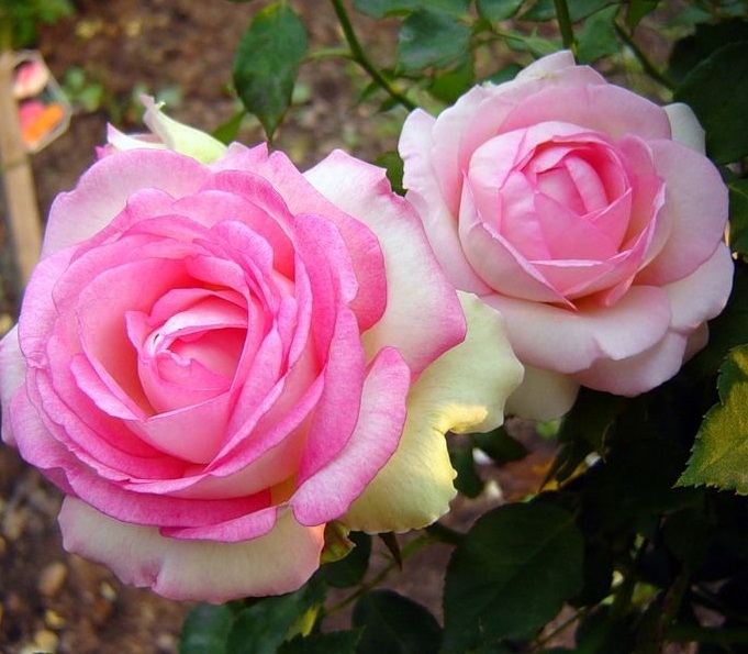 Роза 'Бидермайер Гартен' (чайно-гибридная) (белая с розовым)