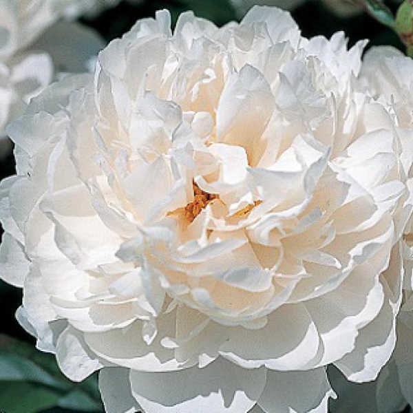 Пион молочноцветковый 'Класс Акт' (белый)