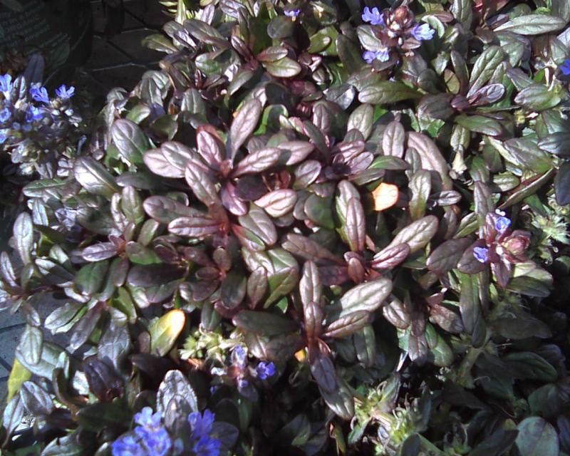 Живучка ползучая 'Шоколад Чип'