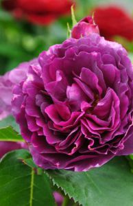 Роза 'Минерва' (чайно-гибридная) (фиолетовая)