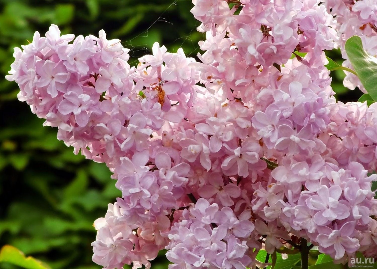 Сирень обыкновенная 'Жемчужина' (светло - розовая)