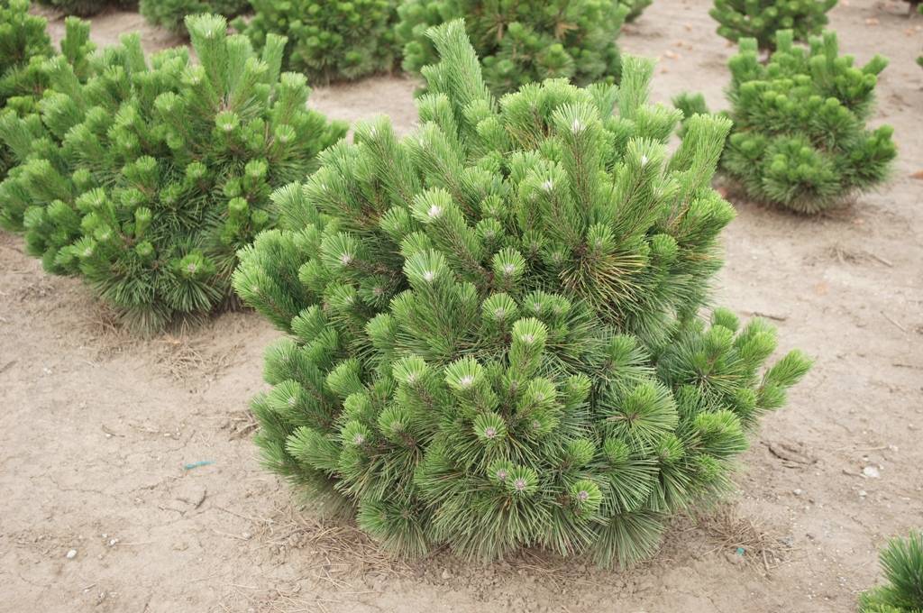 Сосна черная 'Синфониа'