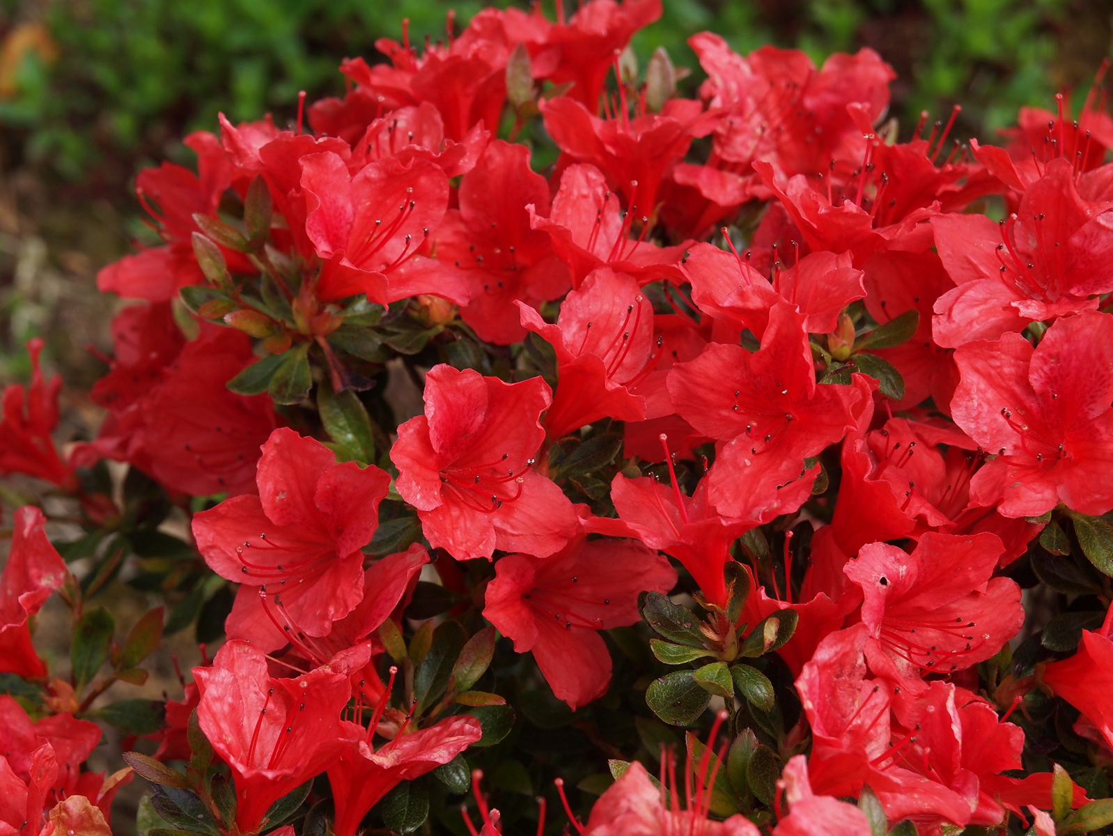 Рододендрон тупой (азалия) 'Арабеск' (красный) Рододендрон тупой (азалия) 'Арабеск' (красный)