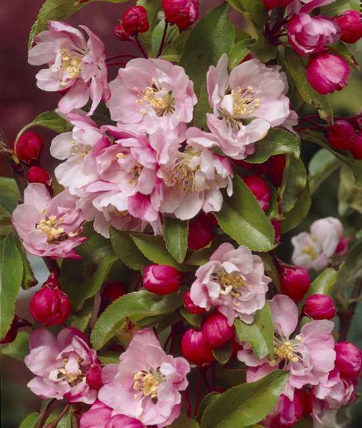 Яблоня декоративная 'Ван Эсельтин'