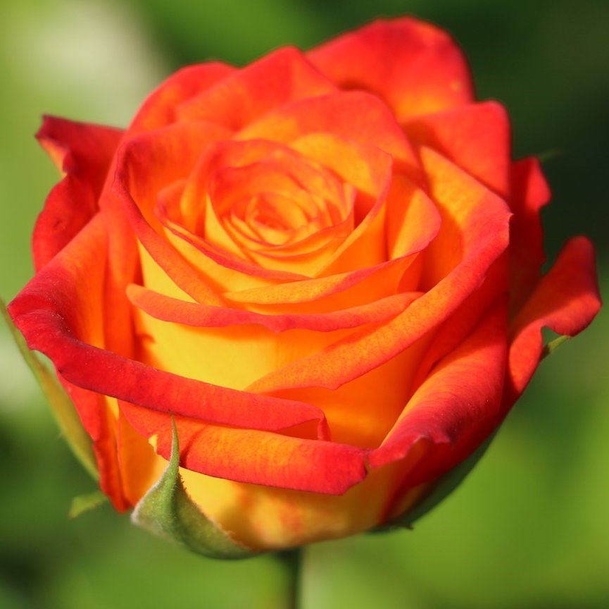 Роза 'Утопия' (чайно-гибридная) (красно - желтая)