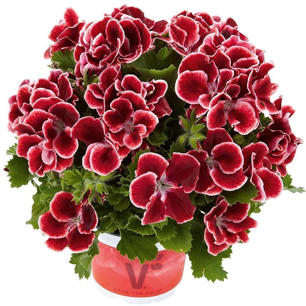 Пеларгония грандифлора 'Аристо Ред Бьюти' (вишнево - красная)