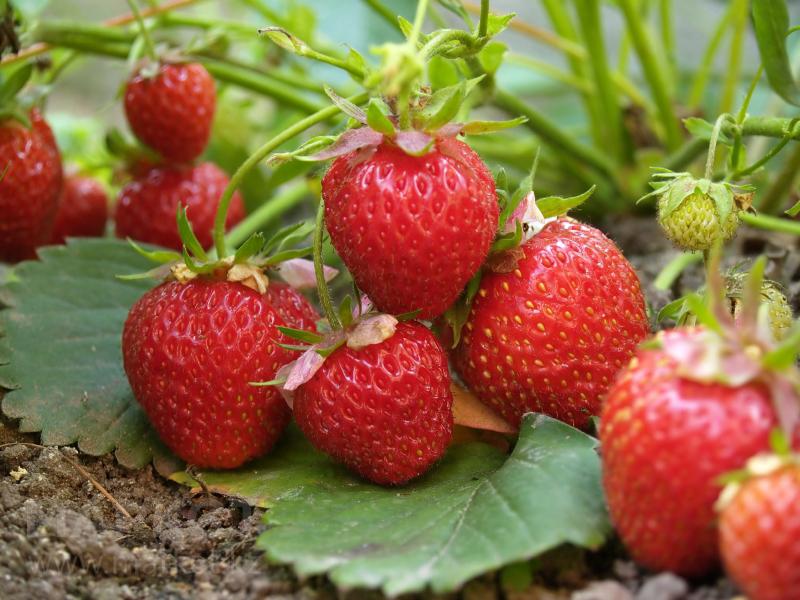 Земляника (клубника) 'Фламенко'