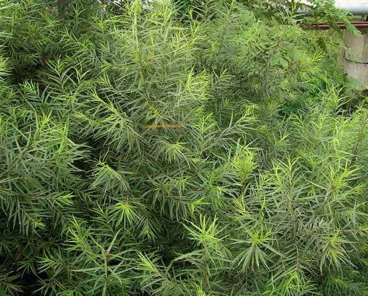 Ива 'Шверина улучшенная'